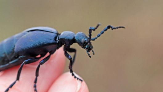 160512 Black oil beetle (2)