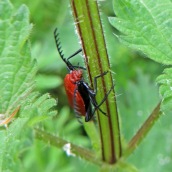 160529 Cardinal beetle (3)