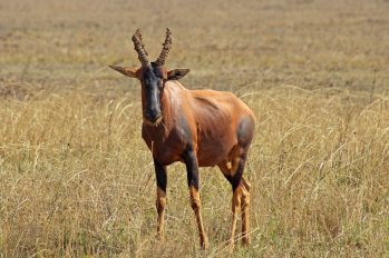 160713 antelopes (8)