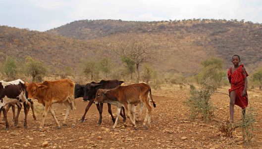 160824 Maasai cattle (1)