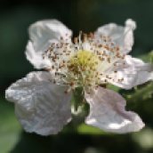 160826 Rubus fruticosus agg (2)