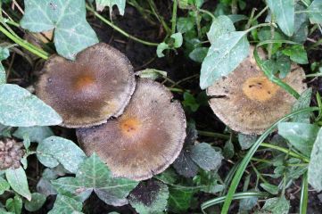 160911 CefnOn fungi (8)