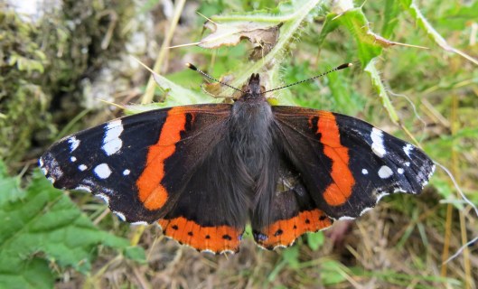160929-red-admiral