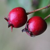 161018-berries-7