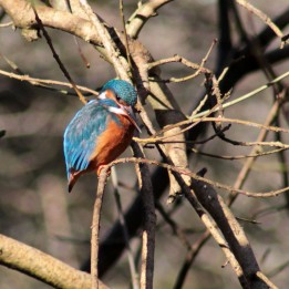 161109-british-kingfisher
