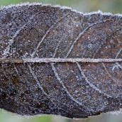 161215-frosty-leaves-9