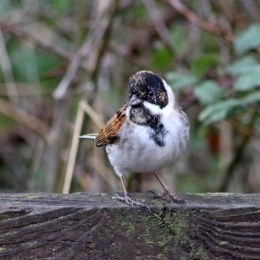 170207-reed-bunting-3