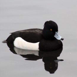 170235-tufted-duck-3
