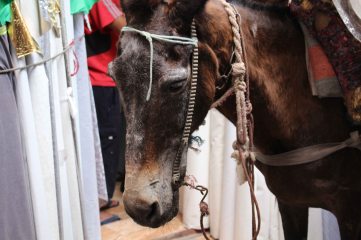 170412 Moroccan donkeys horses mules (3)