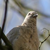 170413 Collared dove (2)