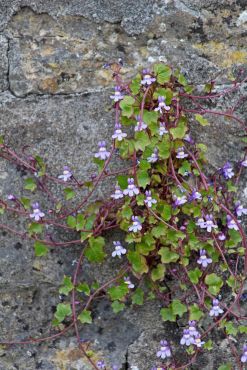 170427 Ivy-leaved toadflax (1)