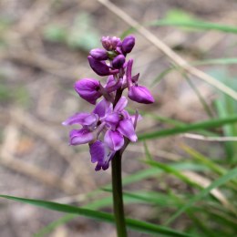 170505 Early purple orchid (3)