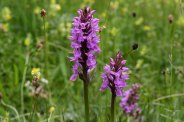 170607 Southern marsh-orchid (4)