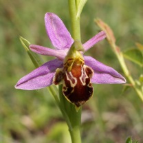 170609 Bee orchid Cosmeston (1)