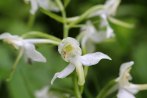 170609 Greater butterfly-orchid Cosmeston (2)