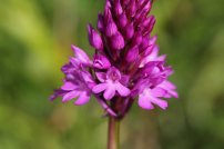 170609 Pyramidal orchids Cosmeston (3)