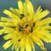 170628 Pollen beetles Meligethes sp