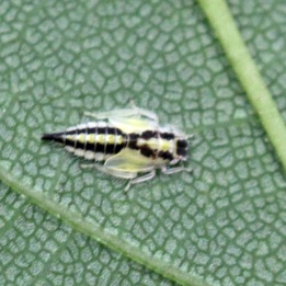 170712 Eurhadina loewii larva