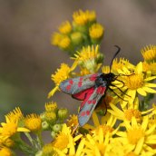 170722 6-spot Burnet moth (9)