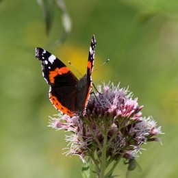 170813 Red admiral