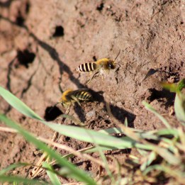 170924 Ivy bees Colletes hederae (6)