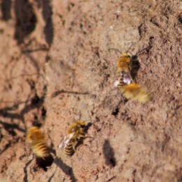 170924 Ivy bees Colletes hederae (7)