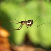 171008 spider (2)