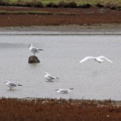 171019 Assorted gulls (1)