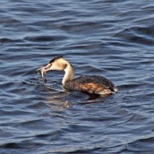 171031g Great crested grebe (1)