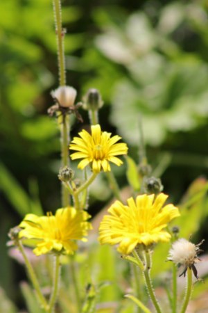 171121 Sow-thistle sp