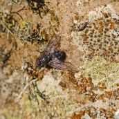 171211 lichens and bryophytes (6)