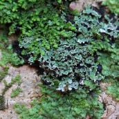171211 lichens and bryophytes (8)