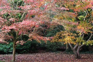 171215 autumn trees (5)