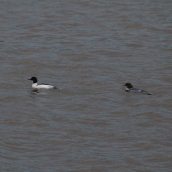 180130 Ely embankment birds (11)