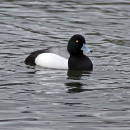 180329 6 Scaup
