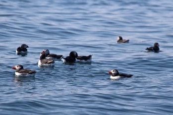 180515 puffins in the water (1)