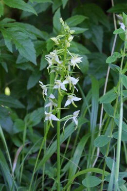 180603 Greater butterfly orchid (3)