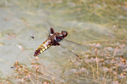 180612 Broad-bodied chaser emale