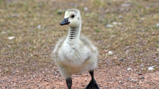 180614 Canada geese goslings (5)
