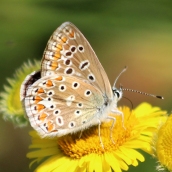 180726 confusing butterflies underwings (5)