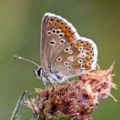 180726 confusing butterflies underwings (6)