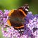 180729 red admiral