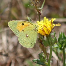180808 clouded yellow (2)