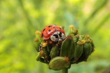 180810 ladybirds on wild parsnip (13)