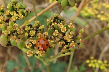 180810 ladybirds on wild parsnip (5)