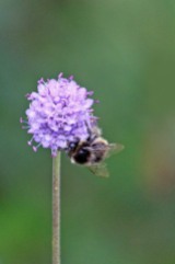 180824 bumblebee (7)
