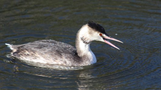 181112 great crested grebe (6)