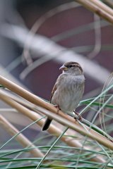 181208 marina sparrows (5)