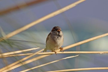 181208 marina sparrows (8)