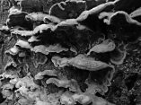 181214 fungi diversity (6)
